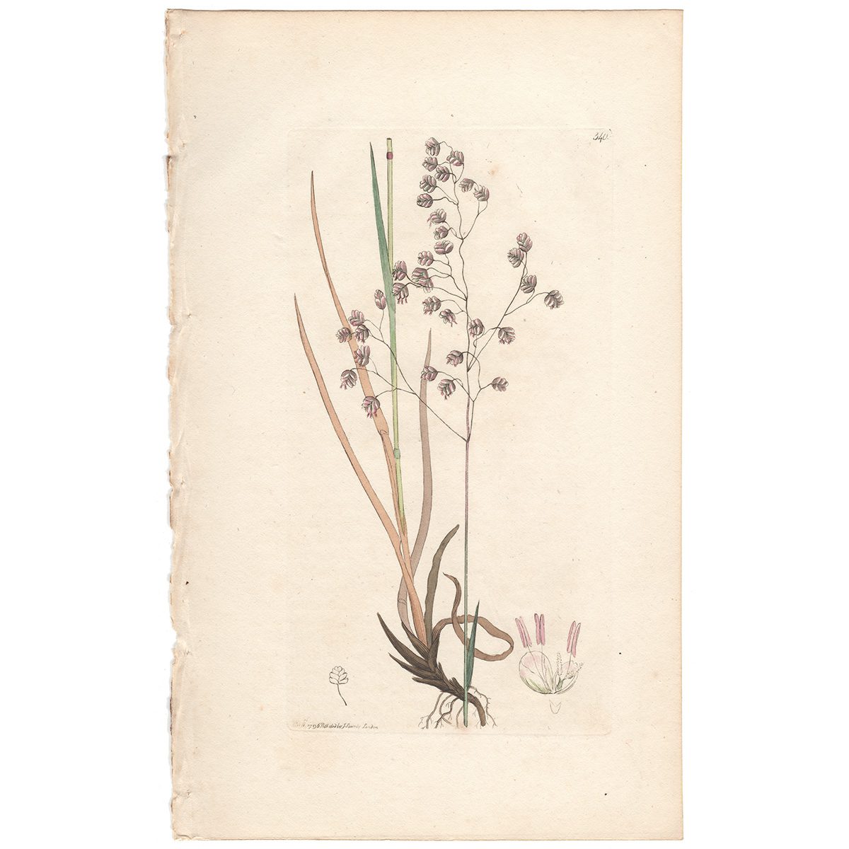 Sowerby Botany Plate 340 Common Quaking-Grass, or Cow-Quakes