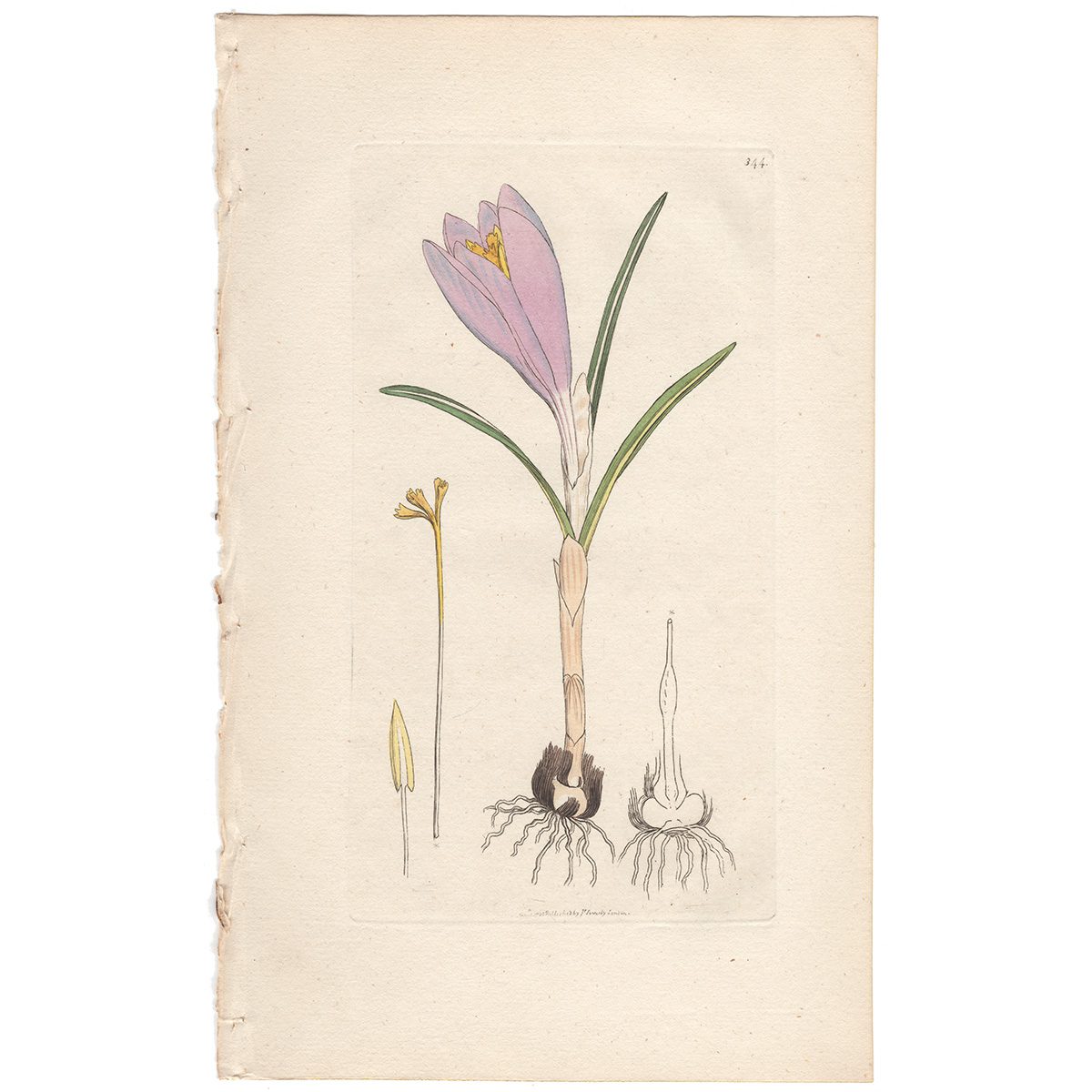 Sowerby Botany Plate 344 Spring Crocus