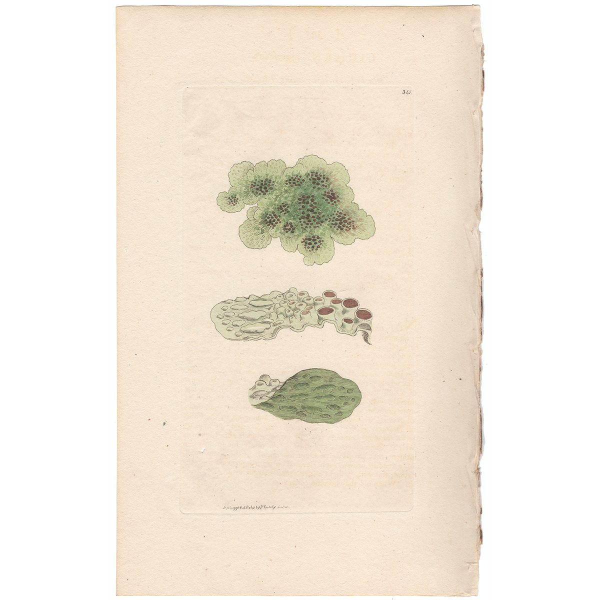 Sowerby Botany Plate 345 Blackish, or Bat's-wing Lichen