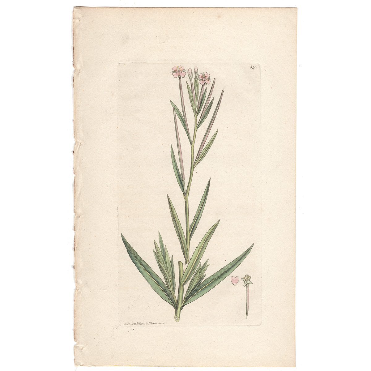 Sowerby Botany Plate 346 Narrow-leaved Marsh Willow-herb