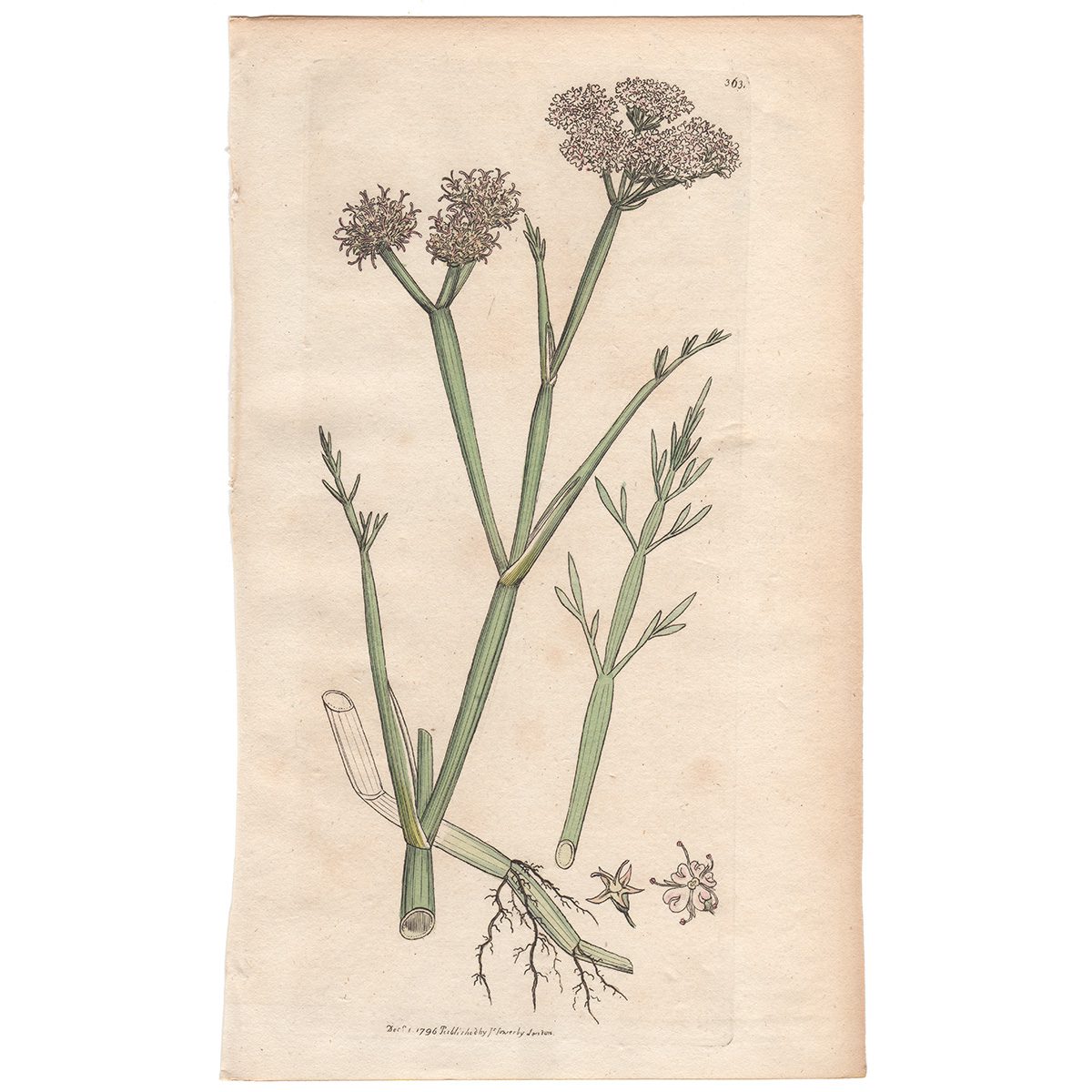 Sowerby Botany Plate 363 Common Water-dropwort