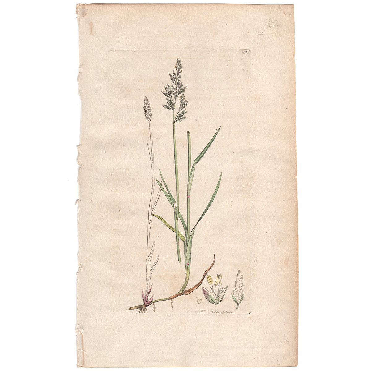 Sowerby Botany Plate 365 Creeping Meadow-grass