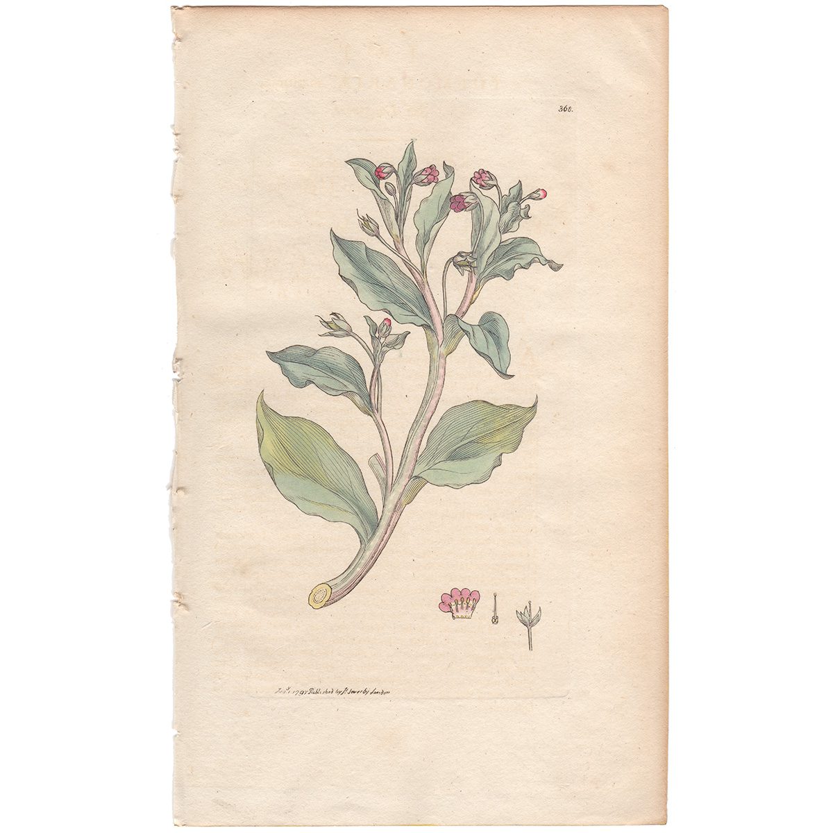 Sowerby Botany Plate 368 Sea Lungwort