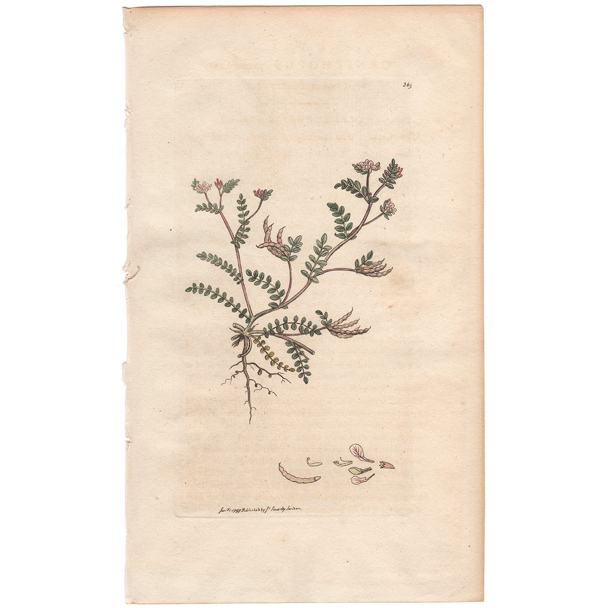 Sowerby Botany Plate 369 Common Bird's-foot