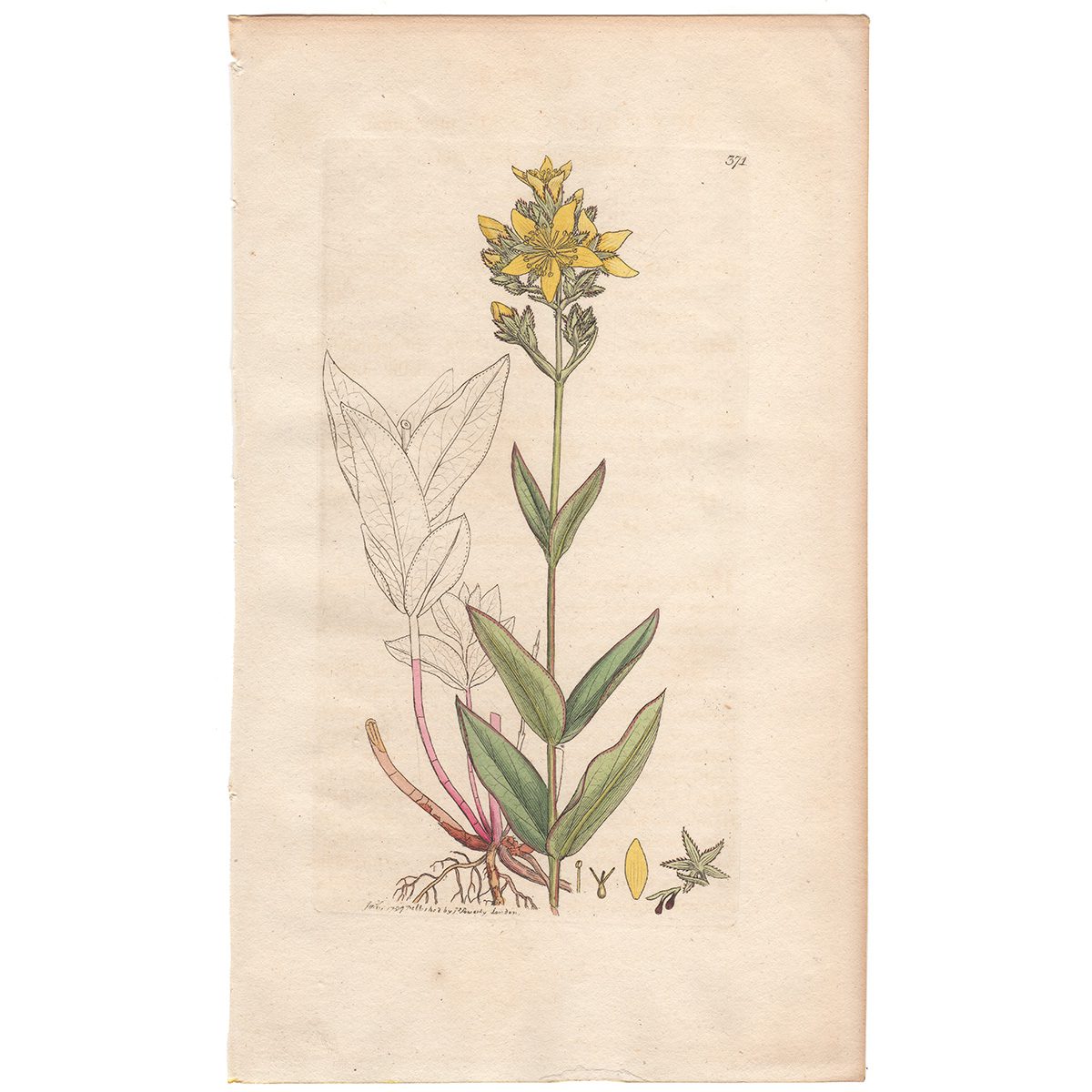 Sowerby Botany Plate 371 Mountain St. John's Wort