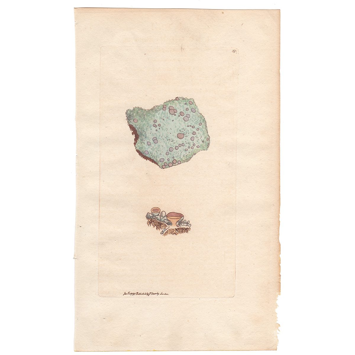 Sowerby Botany Plate 372 Heath Lichen