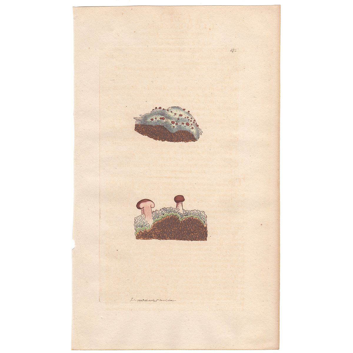 Sowerby Botany Plate 373 Brown Mushroom Lichen
