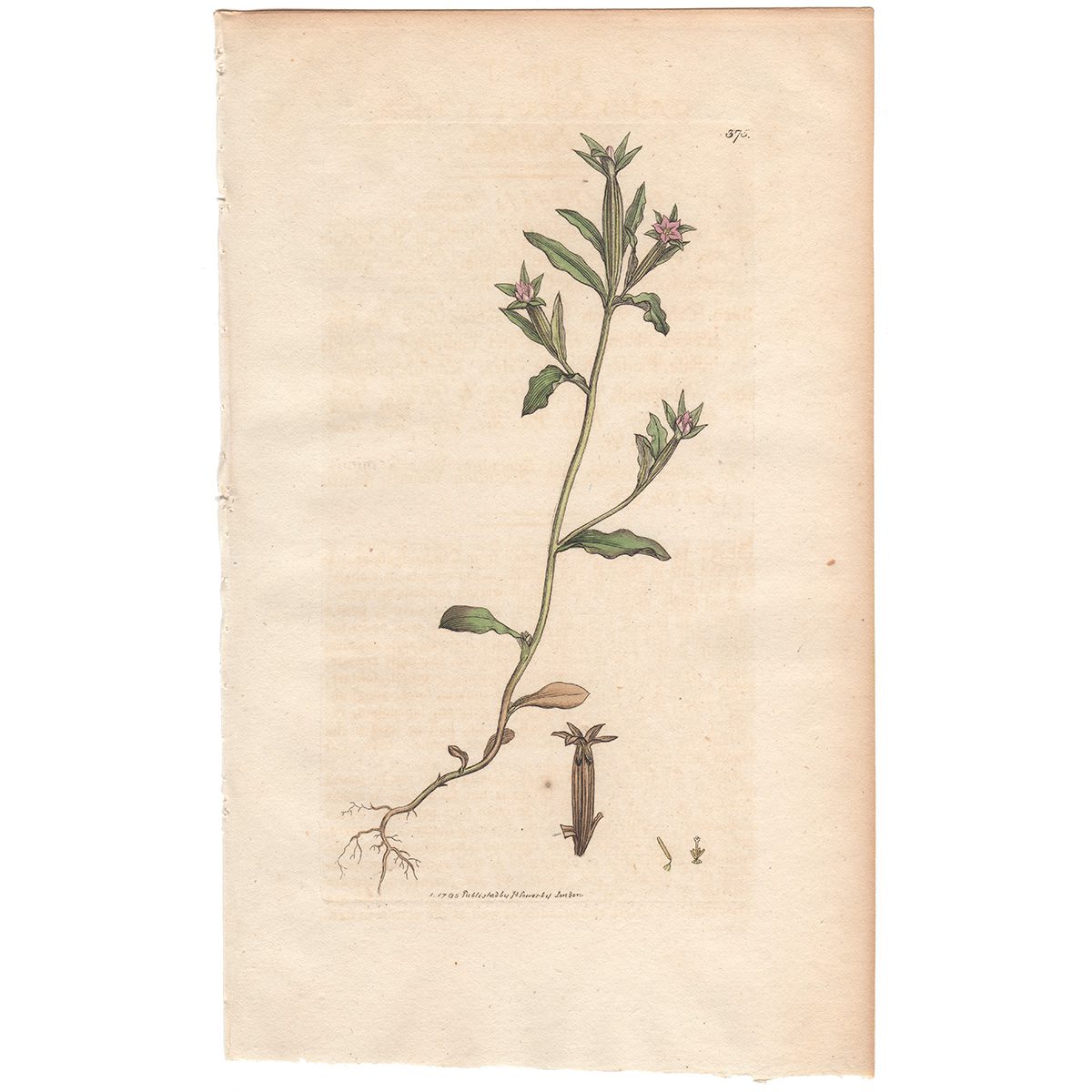 Sowerby Botany Plate 375 Corn Bell-flower