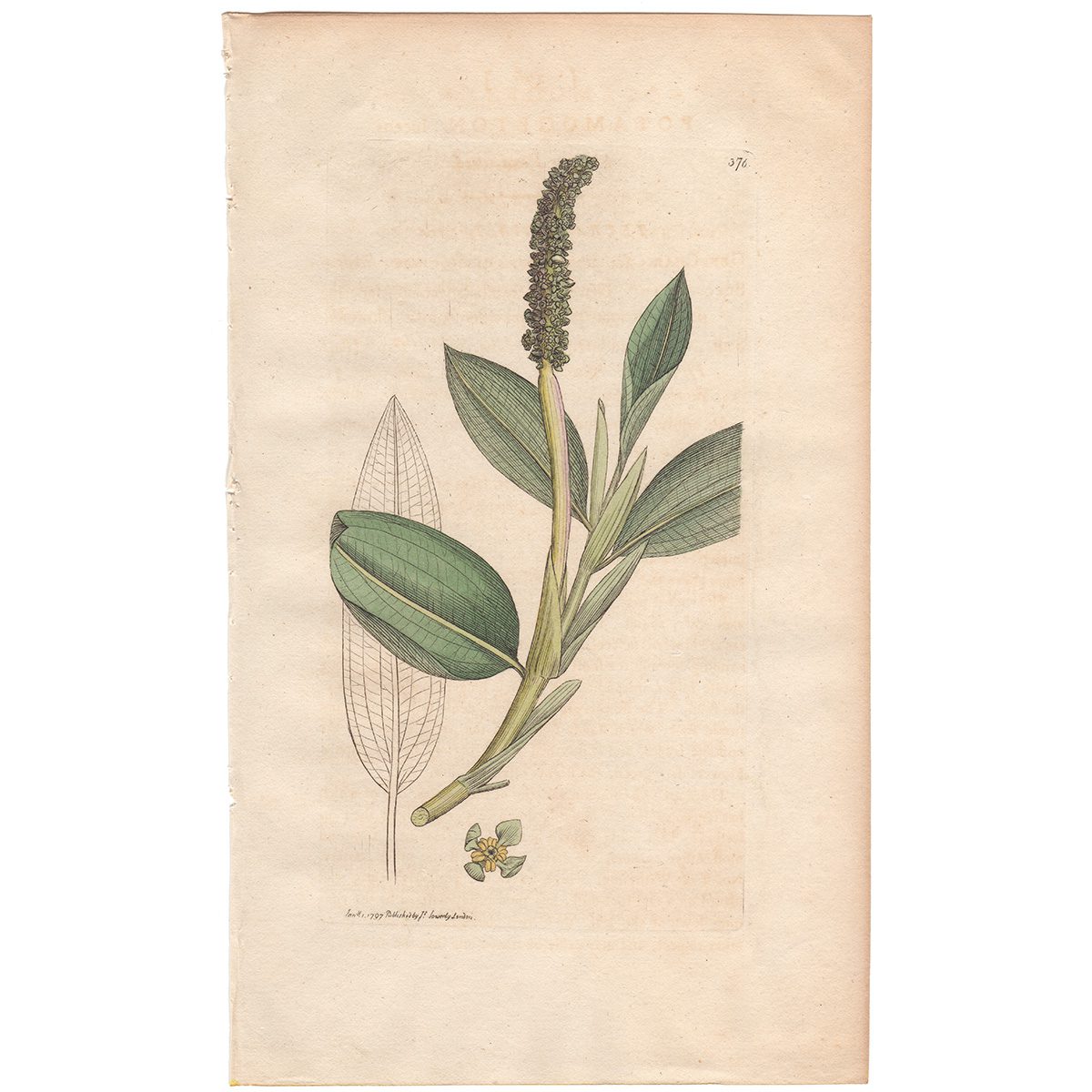 Sowerby Botany Plate 376 Shining Pond-weed
