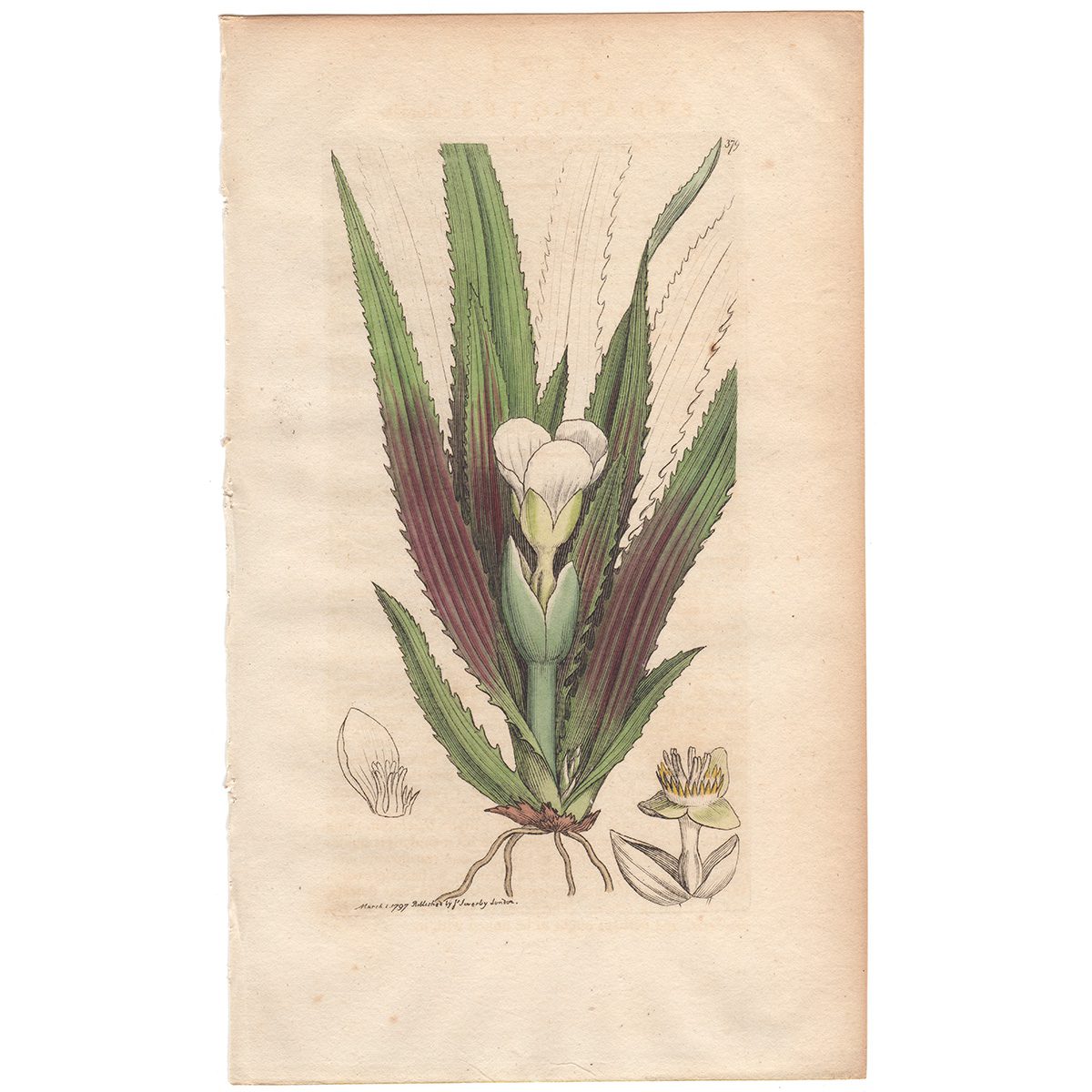 Sowerby Botany Plate 379 Water Aloe, or Water Soldier