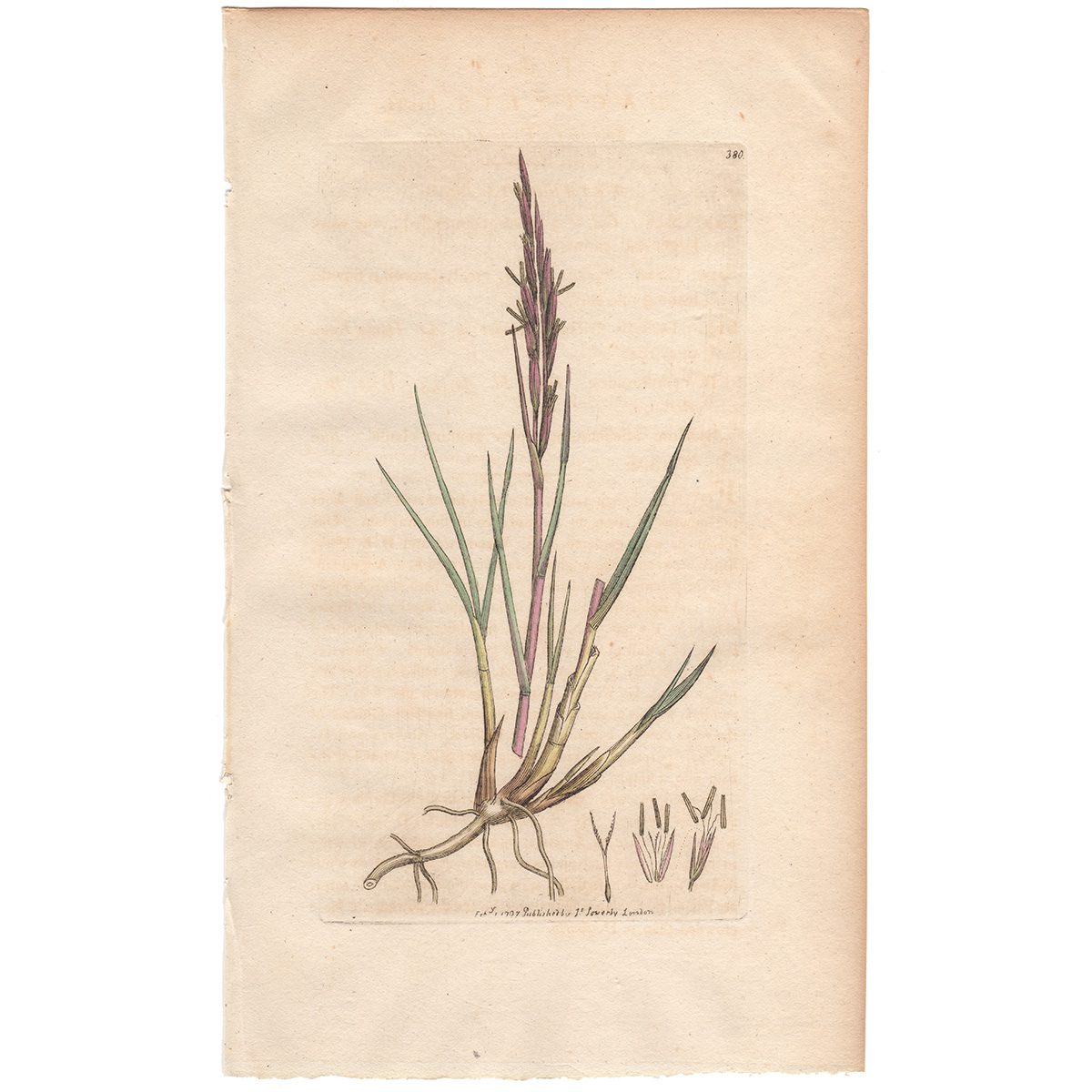 Sowerby Botany Plate 380 Smooth Cock's-foot Grass
