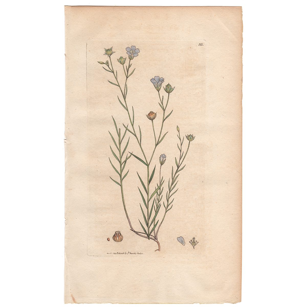 Sowerby Botany Plate 381 Narrow-leaved Flax