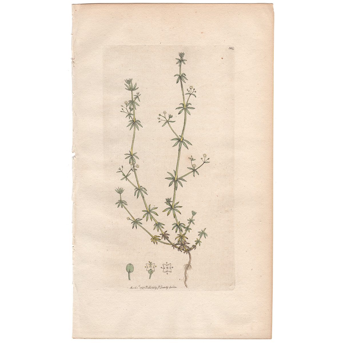 Sowerby Botany Plate 384 Small Ladies-bedstraw