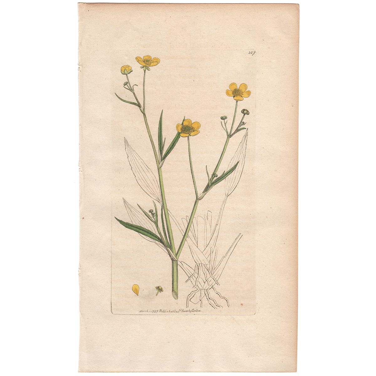 Sowerby Botany Plate 387 Lesser Spear-wort