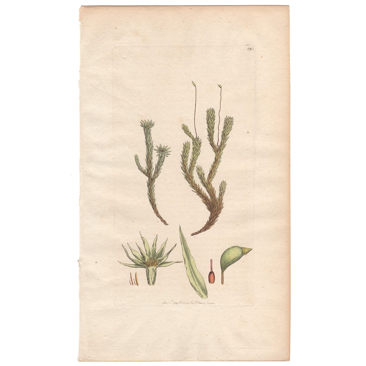 Sowerby Botany Plate 391 Marsh Bryum