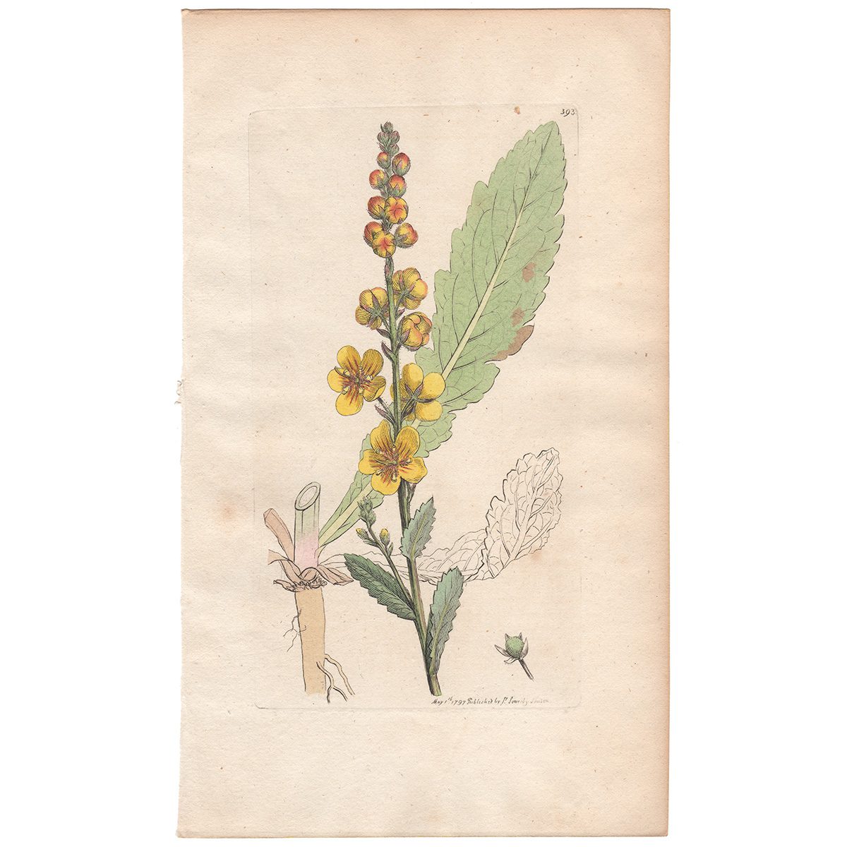 Sowerby Botany Plate 393 Moth Mullein