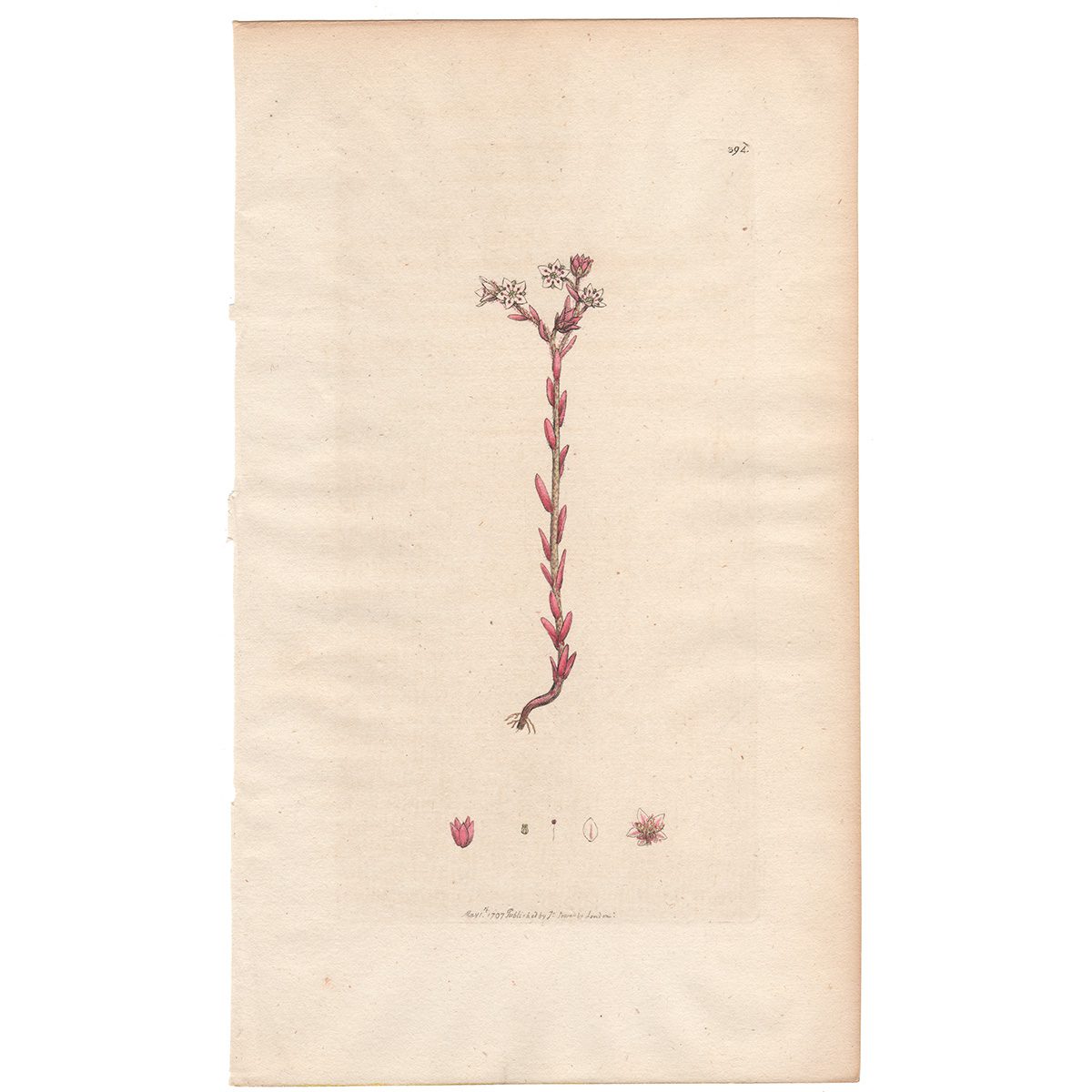 Sowerby Botany Plate 394  Hairy Stonecrop