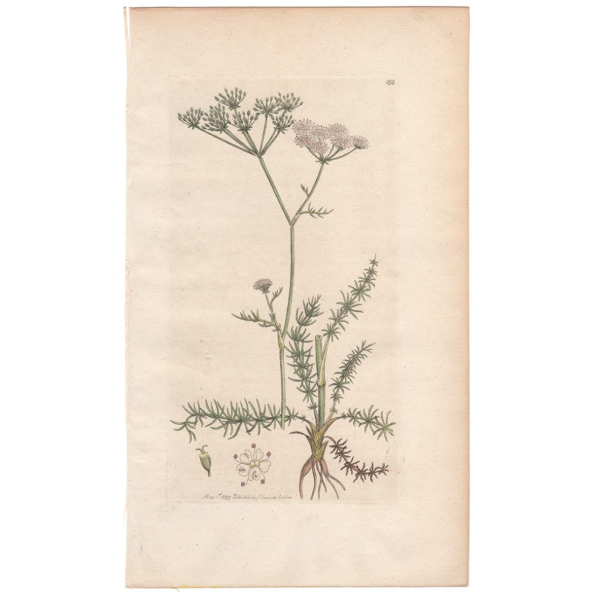 Sowerby Botany Plate 395 Whorled Honewort