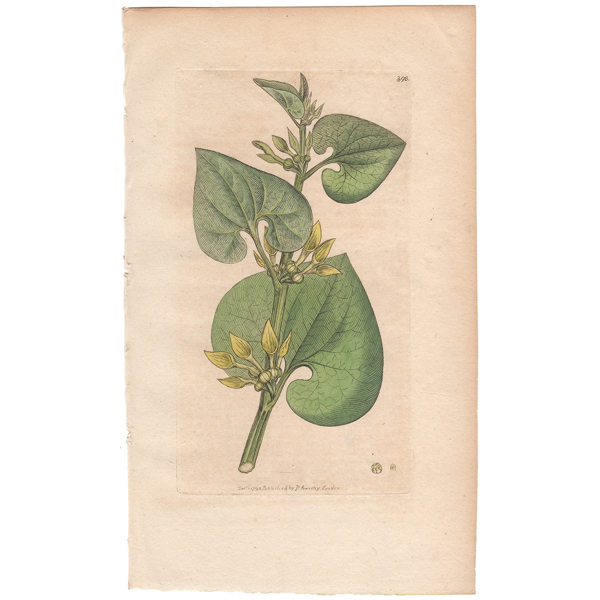 Sowerby Botany Plate 398 Common Birthwort