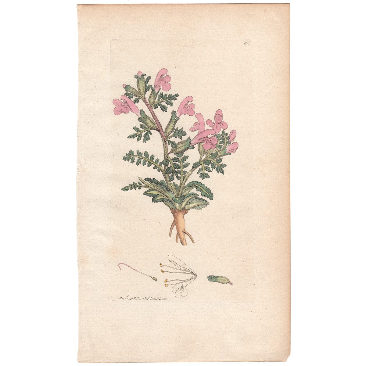 Sowerby Botany Plate 400 Pasture Louse-wort