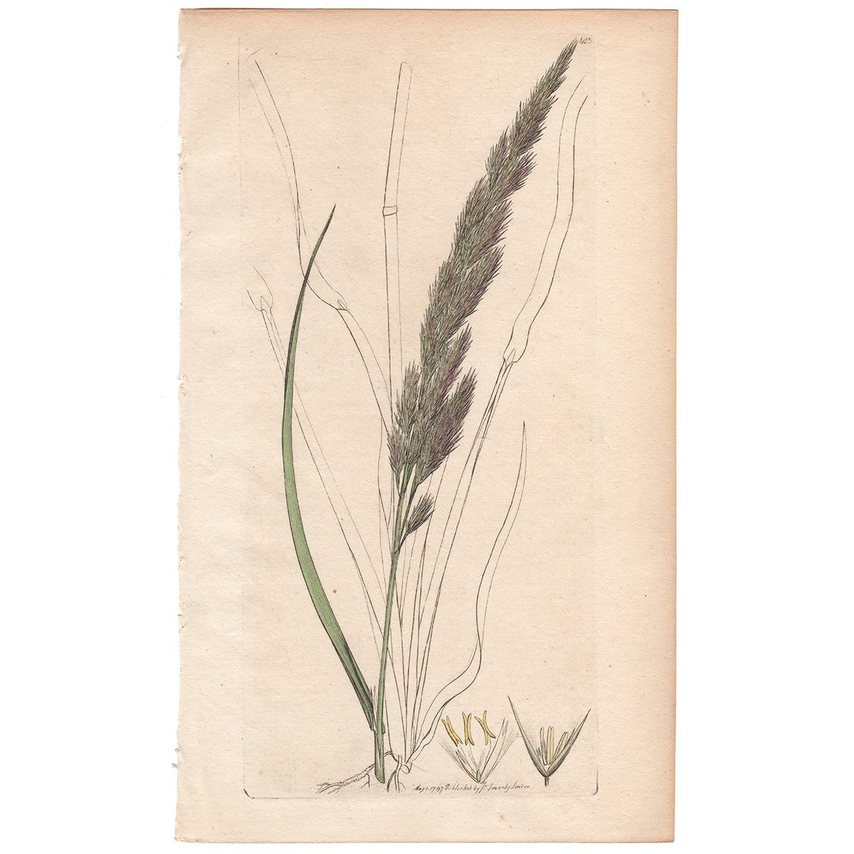 Sowerby Botany Plate 403 Small Reed