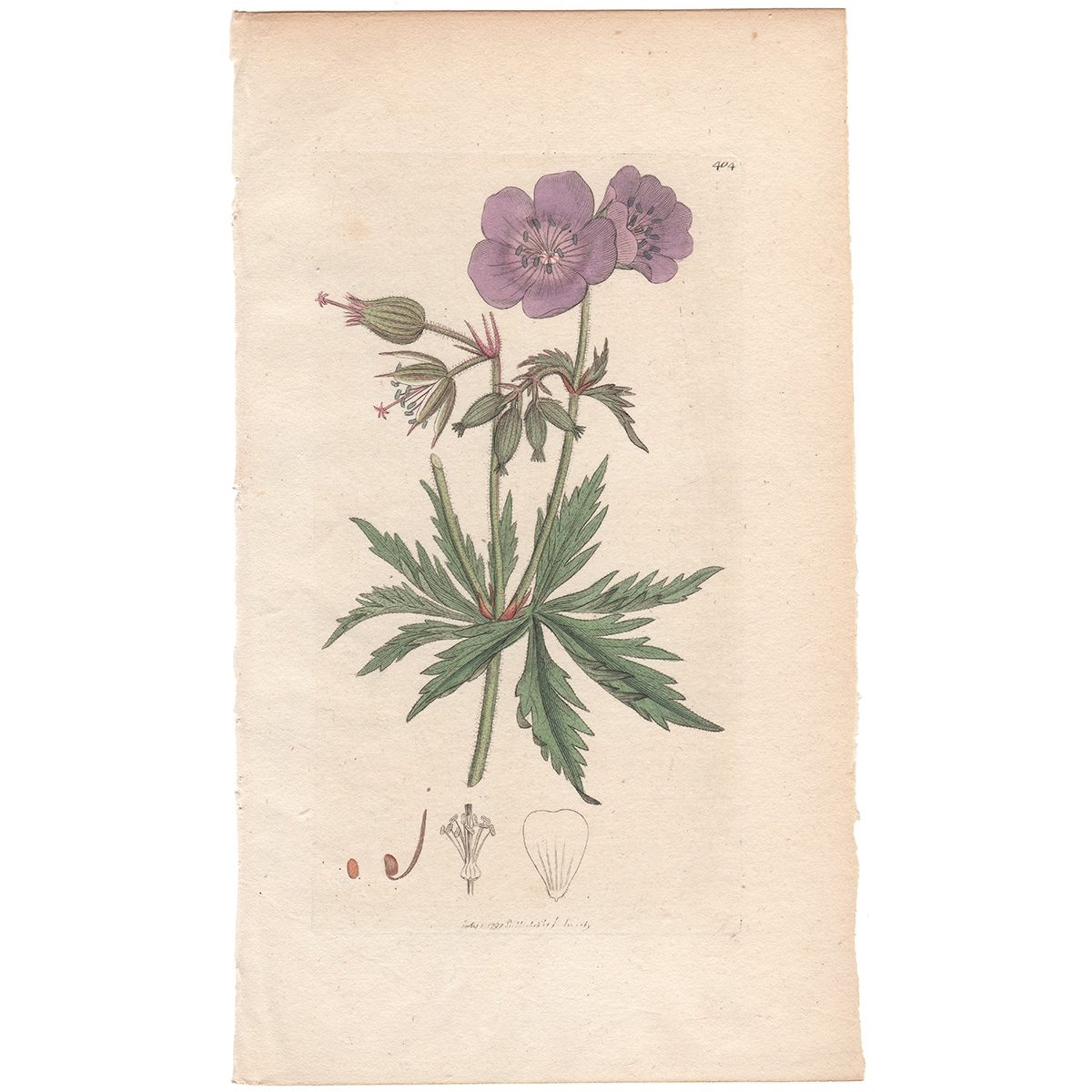 Sowerby Botany Plate 404 Crowfoot-leaved Cranesbill