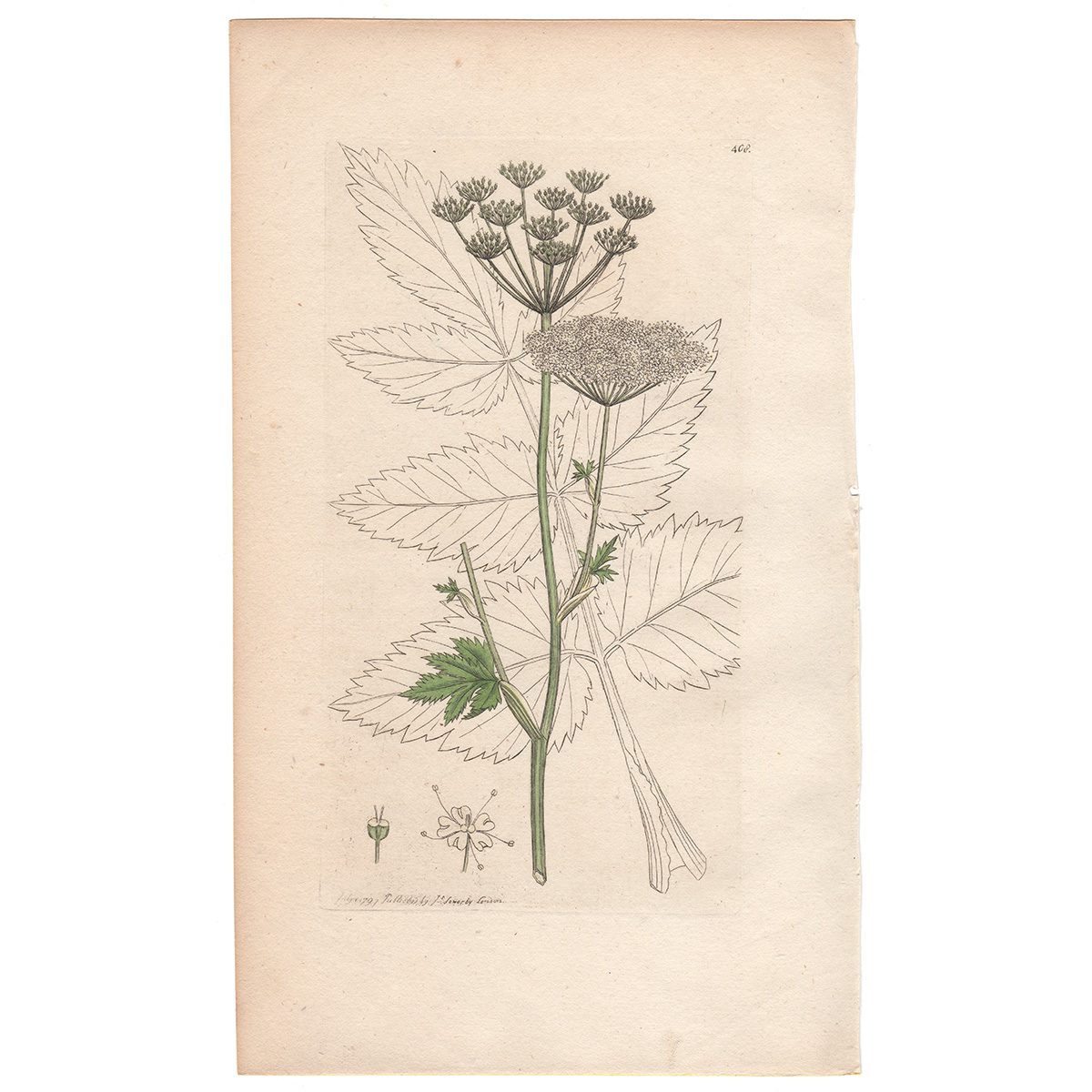 Sowerby Botany Plate 408 Great Burnet - Saxifrage