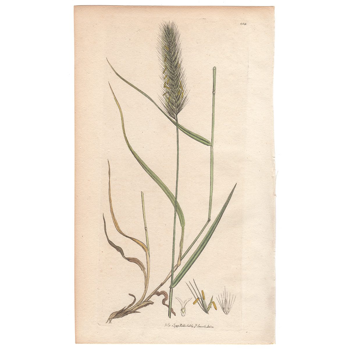 Sowerby Botany Plate 409 Meadow Barley