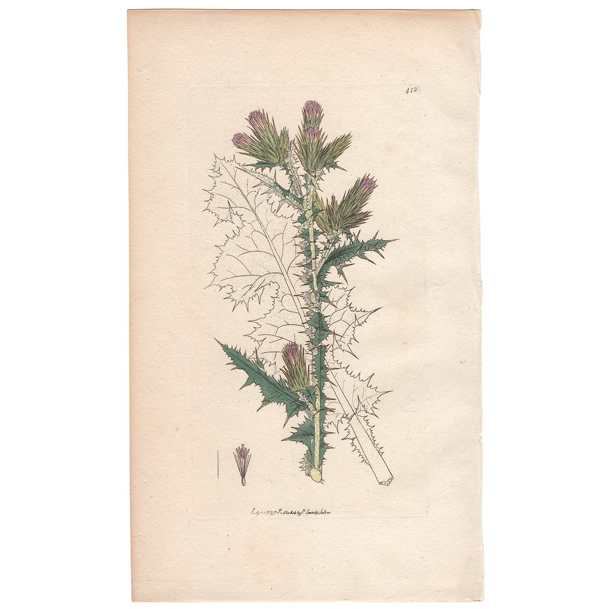 Sowerby Botany Plate 412 Slender-flowered or Welted Thistle