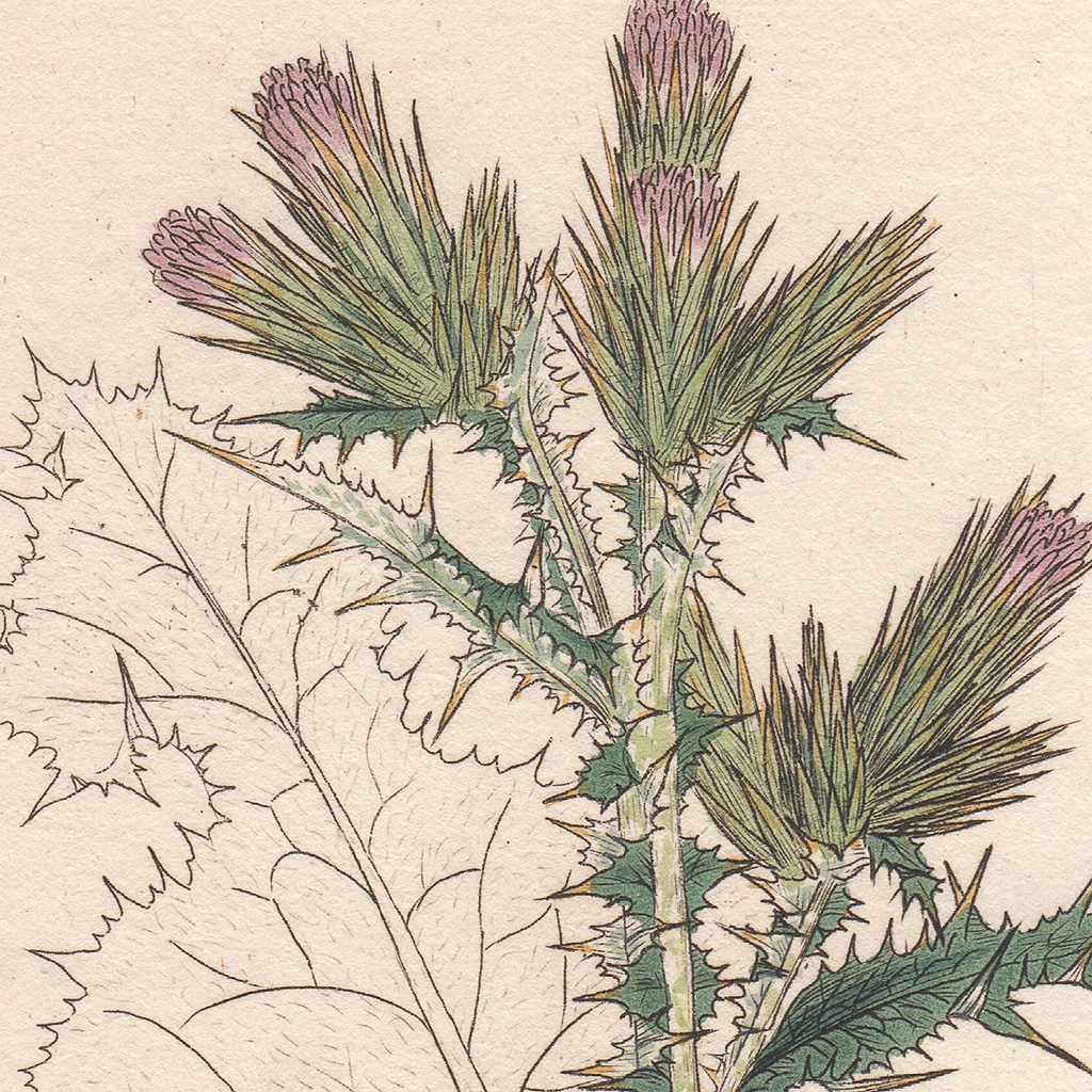 James Sowerby English Botany