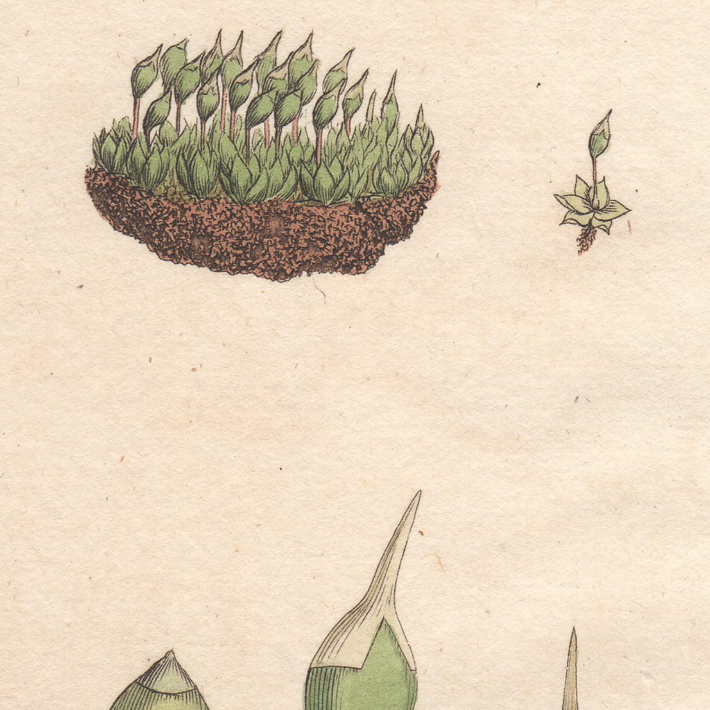 James Sowerby English Botany