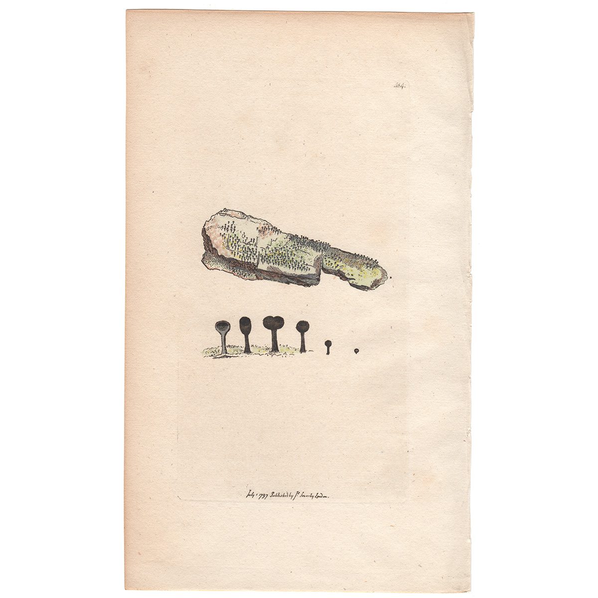 Sowerby Botany Plate 414 Black Pin-headed Lichen