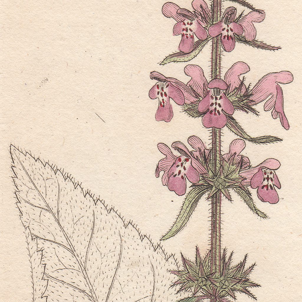 James Sowerby English Botany