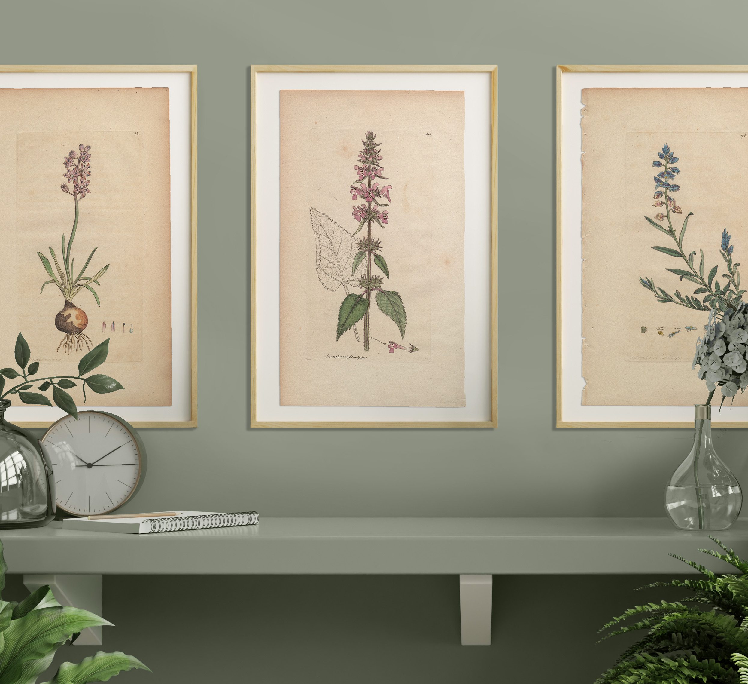 James Sowerby English Botany