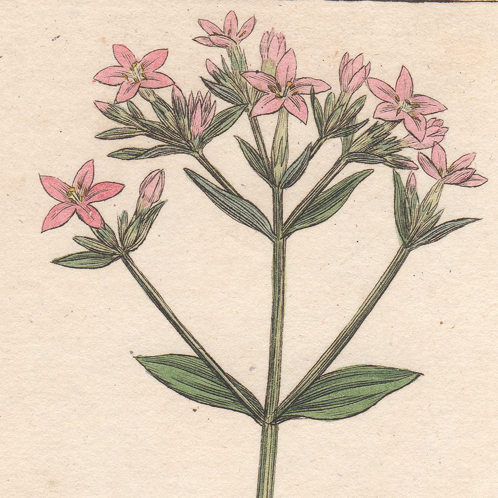 James Sowerby English Botany