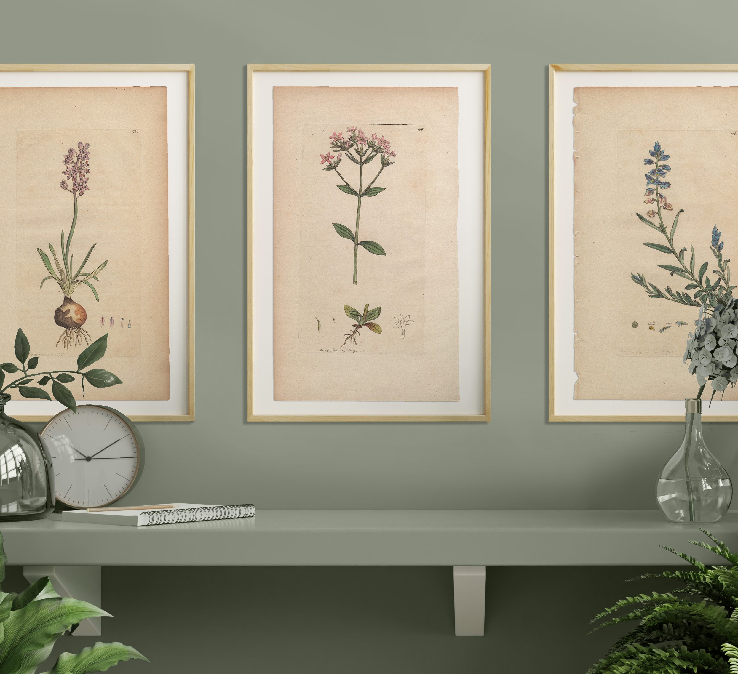 James Sowerby English Botany