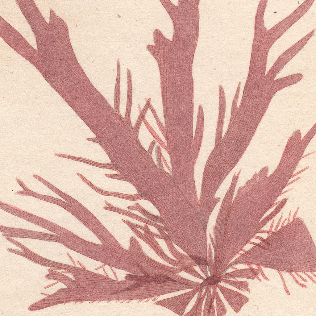 James Sowerby English Botany