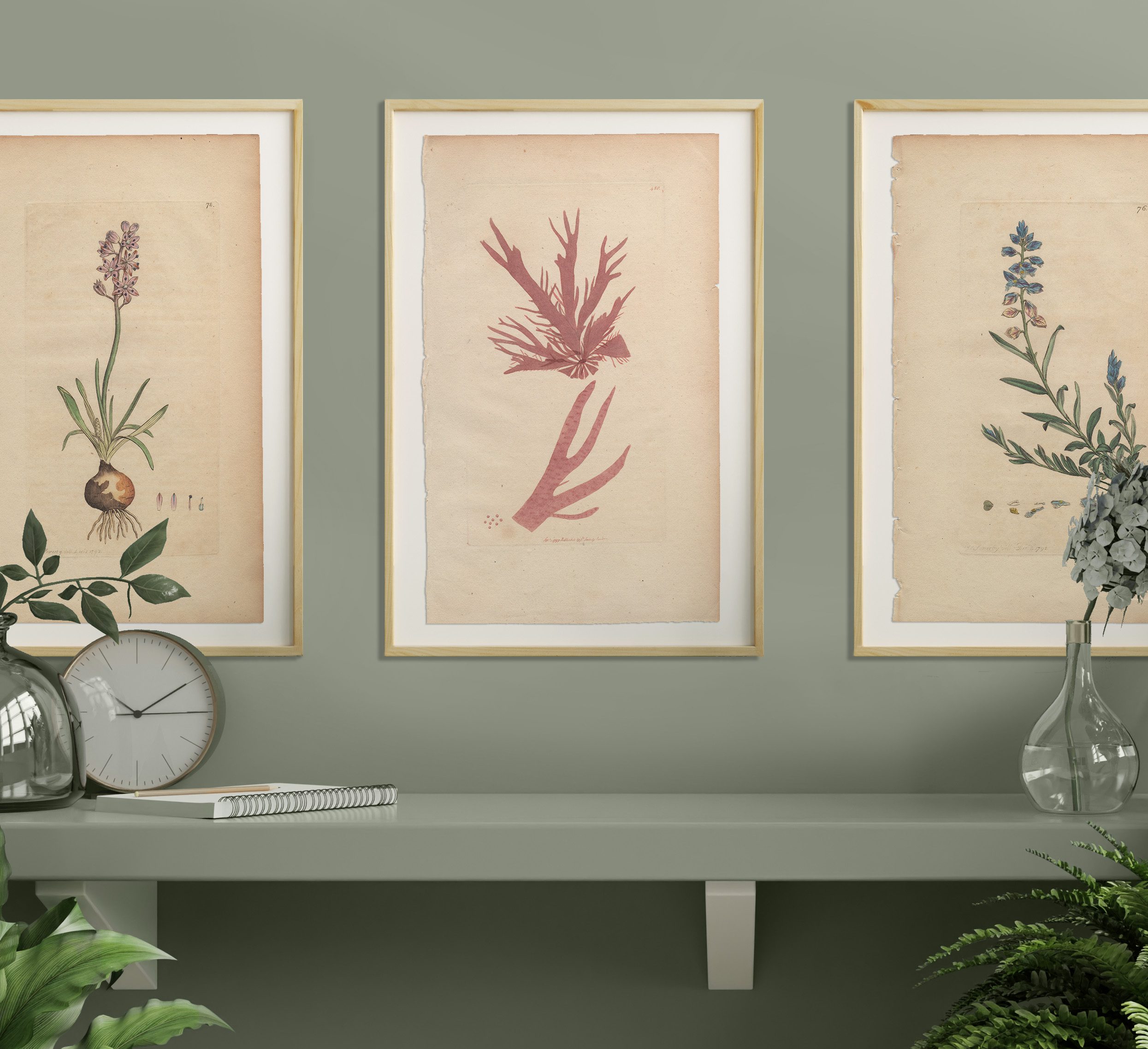 James Sowerby English Botany