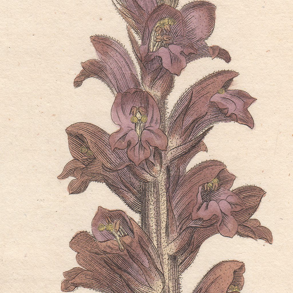 James Sowerby English Botany