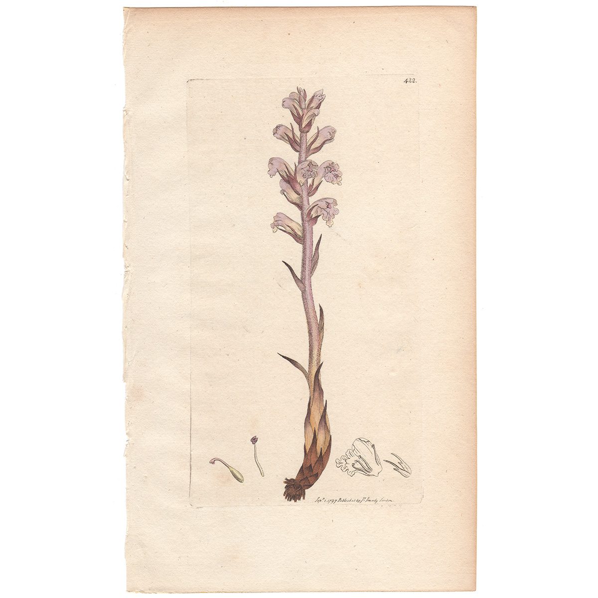 Sowerby Botany Plate 422 Lesser Broom-rape