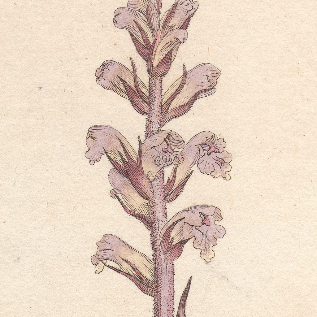 James Sowerby English Botany