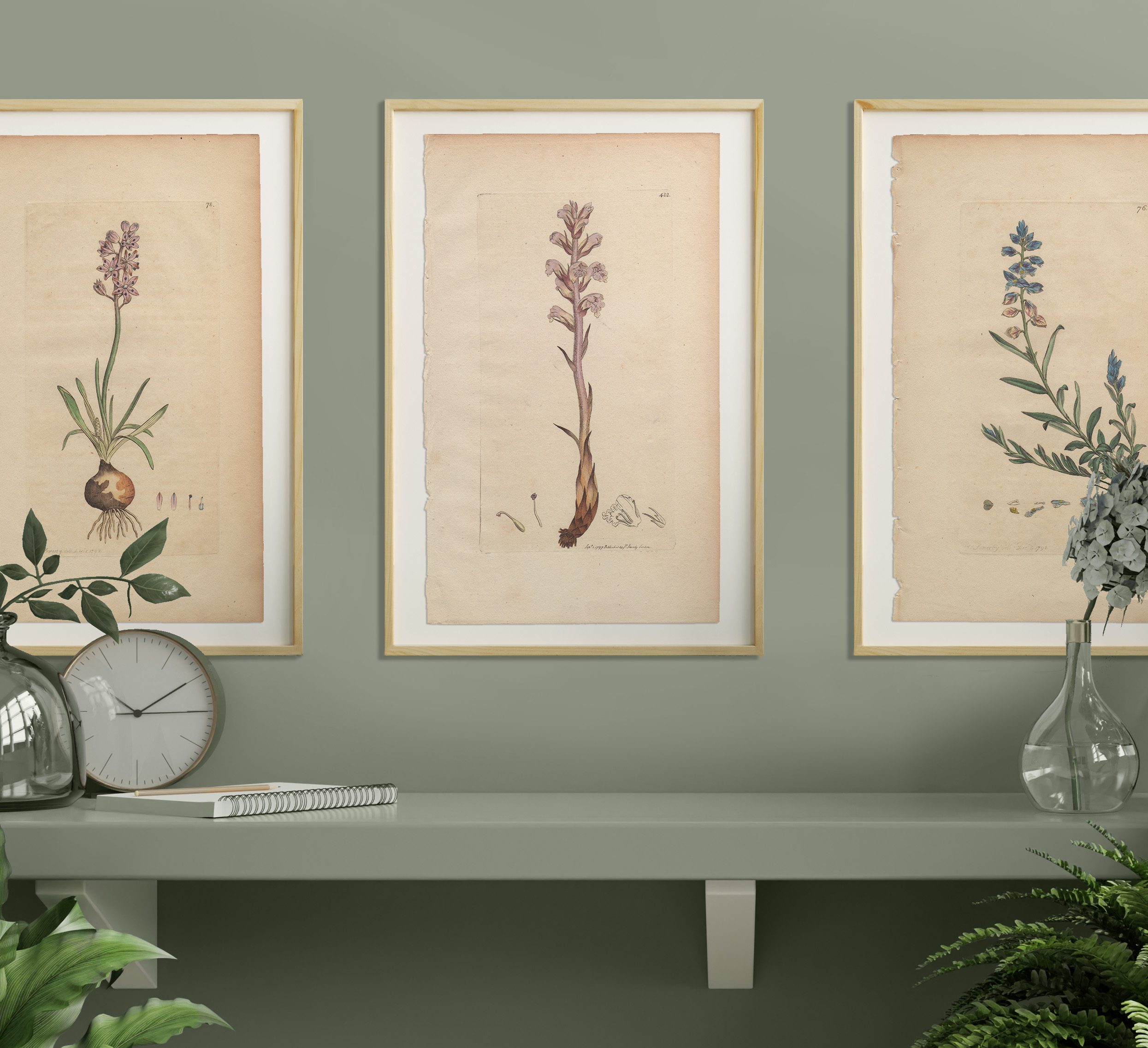 James Sowerby English Botany