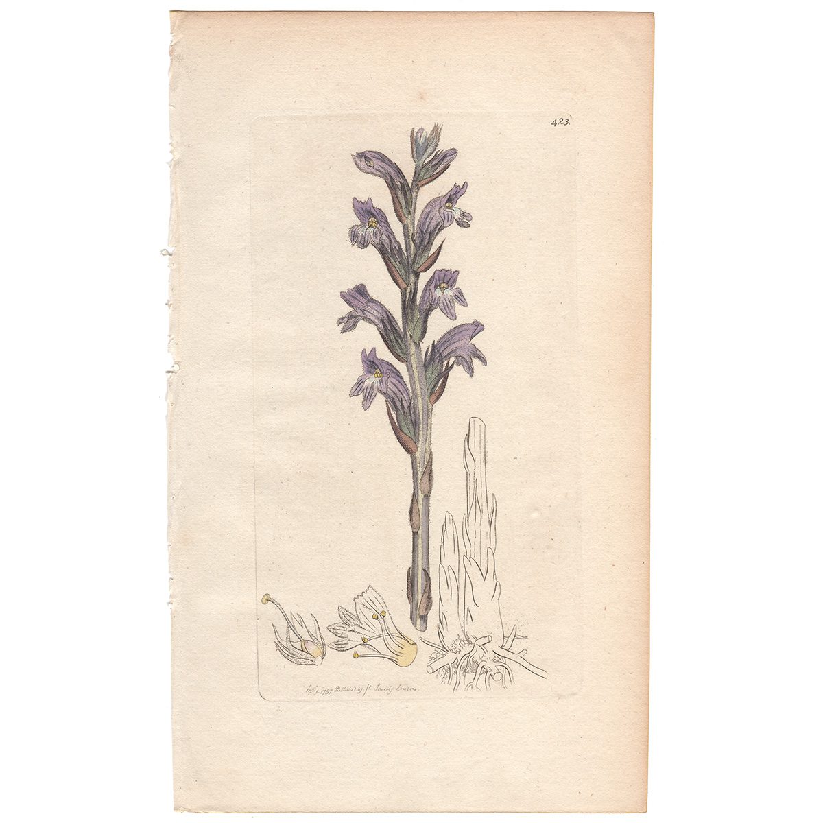 Sowerby Botany Plate 423 Purple Broom-rape