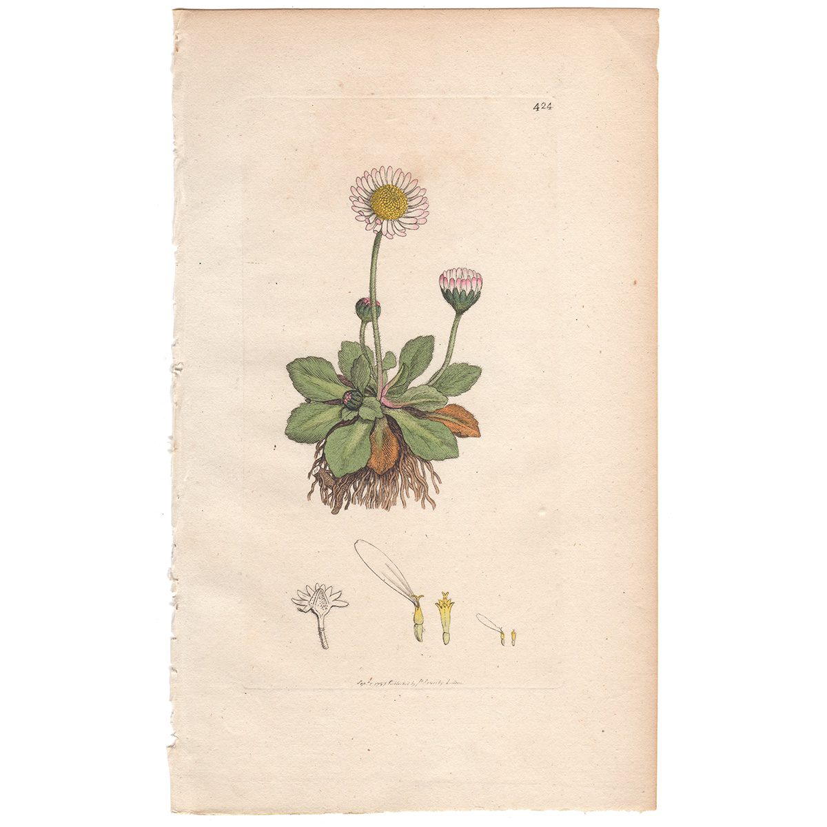 Sowerby Botany Plate 424 Common Daisy