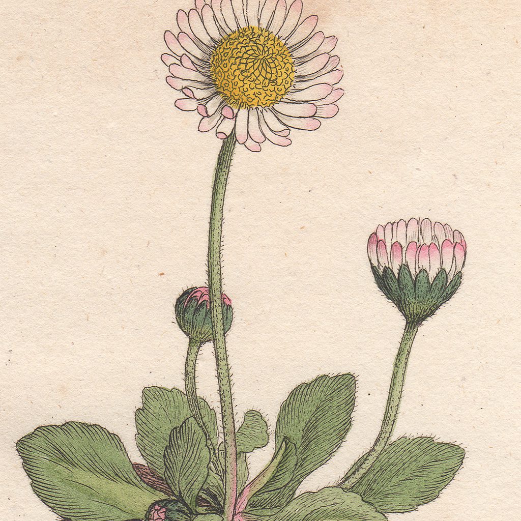 Sowerby Botany Plate 424 Common Daisy - Image 2