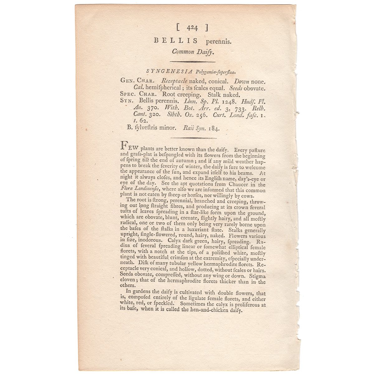 Sowerby Botany Plate 424 Common Daisy - Image 3