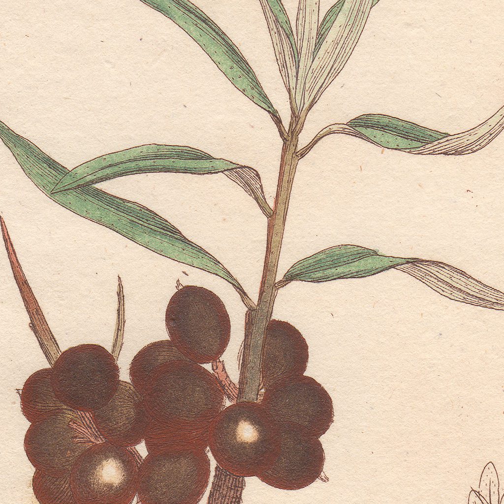 James Sowerby English Botany