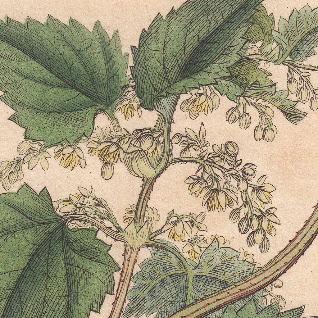 James Sowerby English Botany