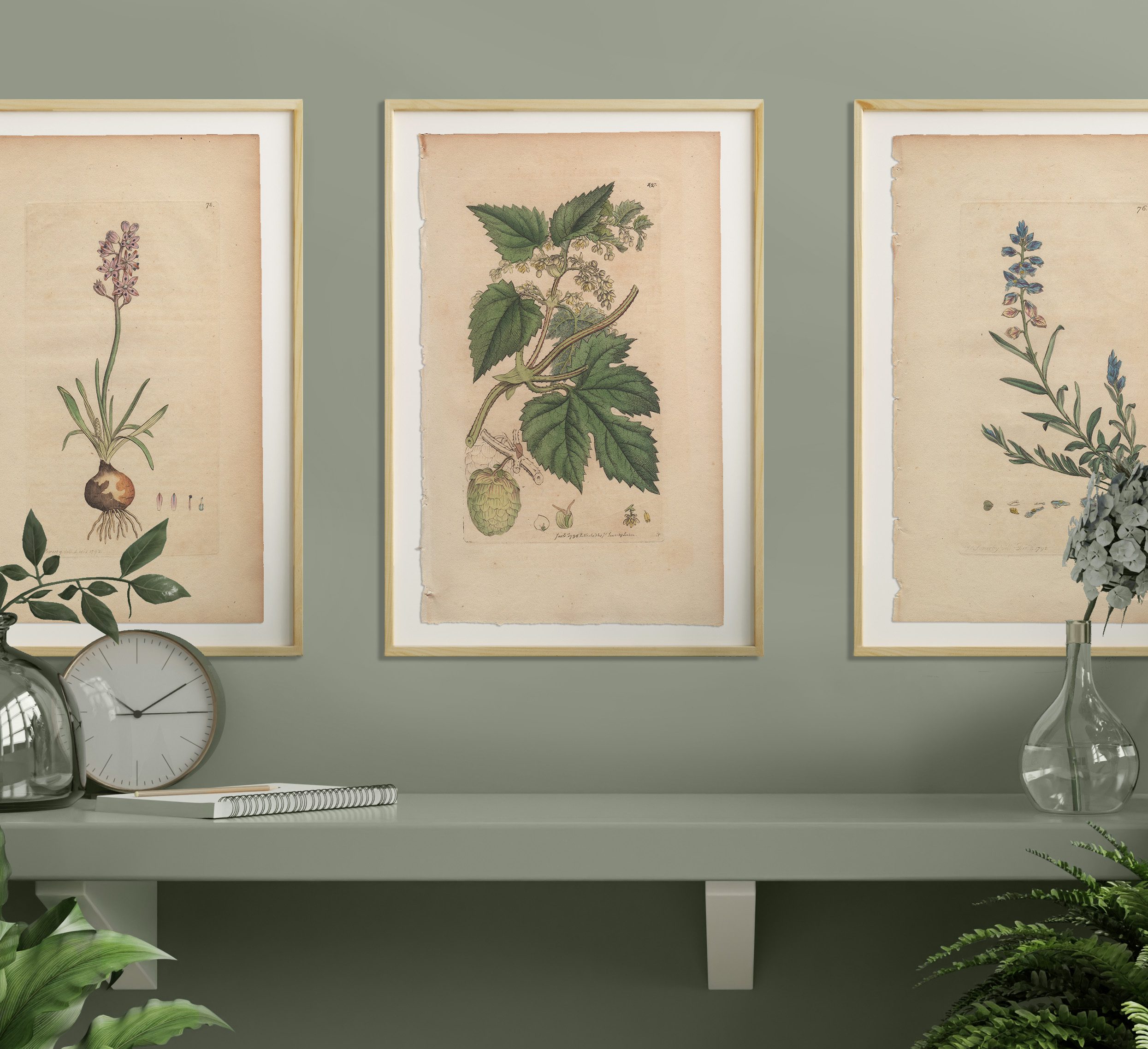 James Sowerby English Botany