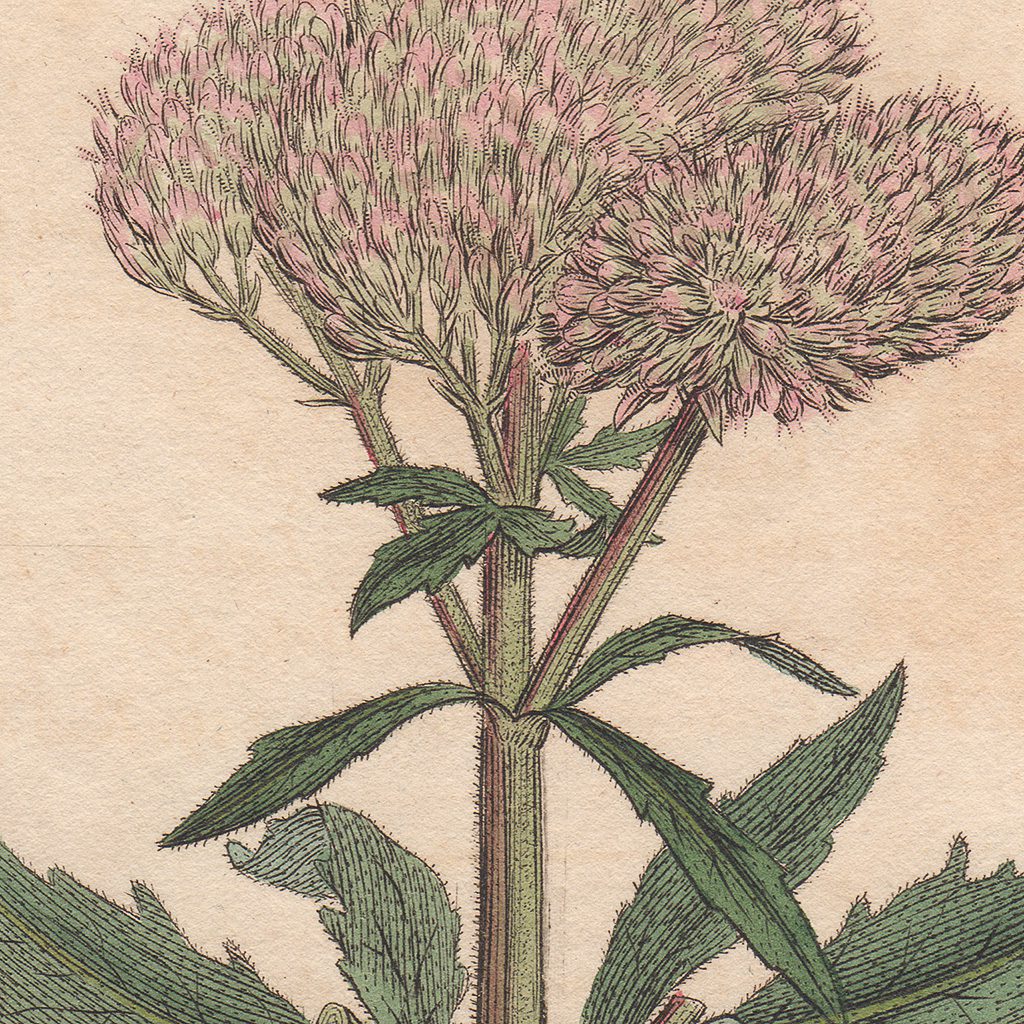 James Sowerby English Botany